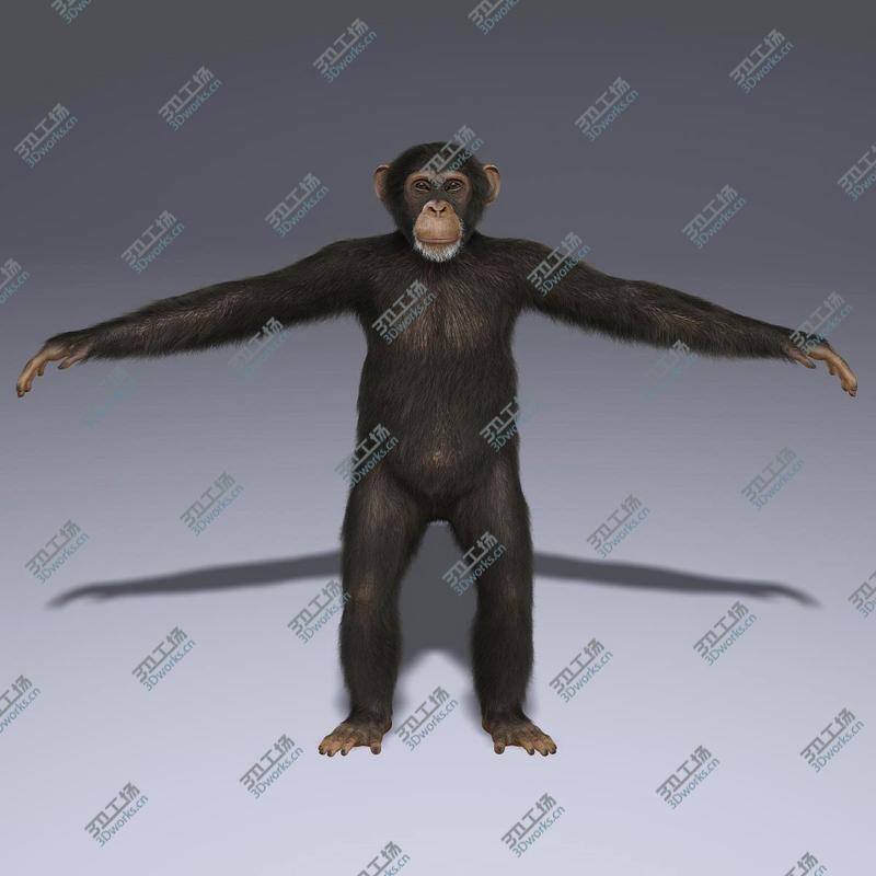 images/goods_img/202104092/Chimp (2) (RIGGED) (FUR)/4.jpg